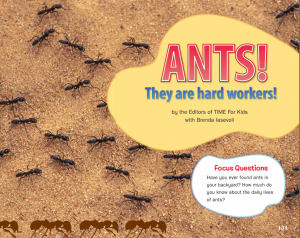 2.1-ants are hard workers